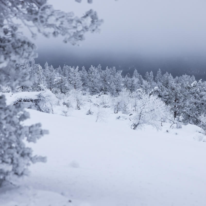 Haltiworld Josef westerlund