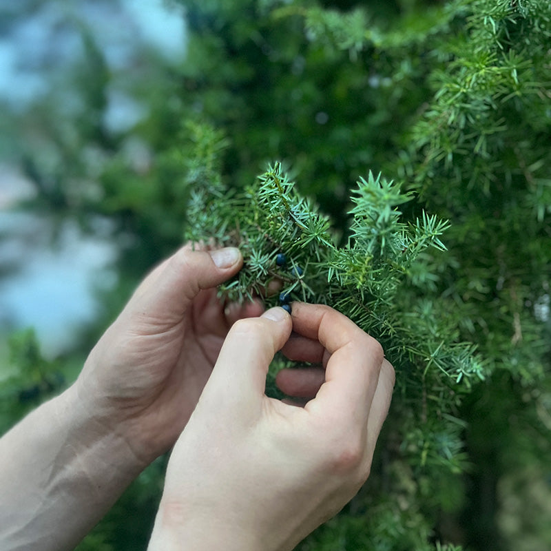 Händer som plockar ett litet, mörkt bär från grenen på en grön, barrbladig buske eller ett träd.