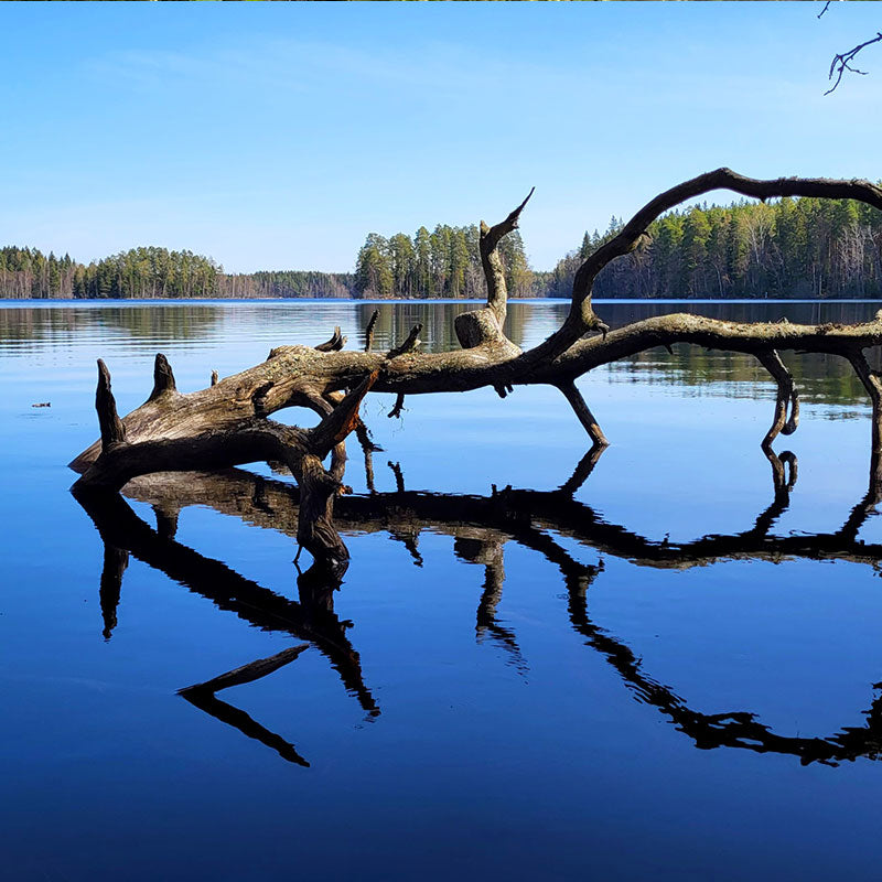 Liesjärvi nationalpark i Finland