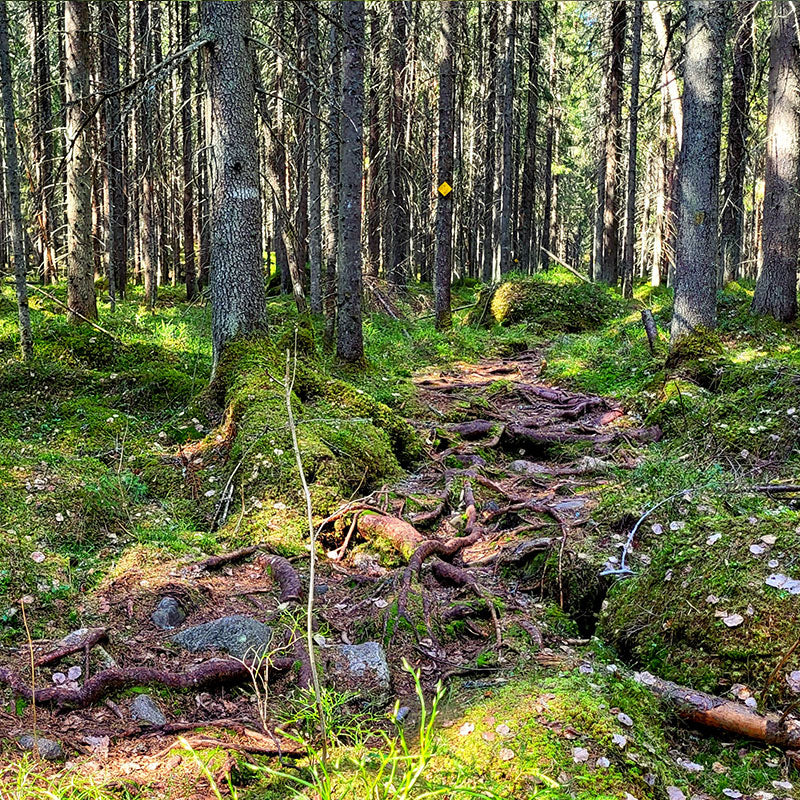 Liesjärvi nationalpark i Finland