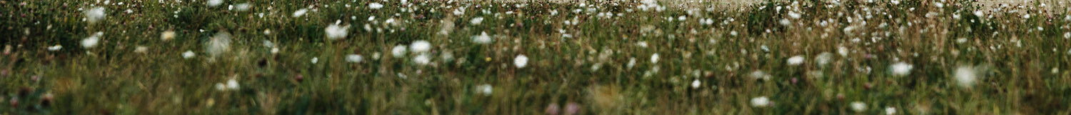 Ett fält med högt grönt gräs med spridda vita vildblommor, visat i ett suddigt panoramaperspektiv.
